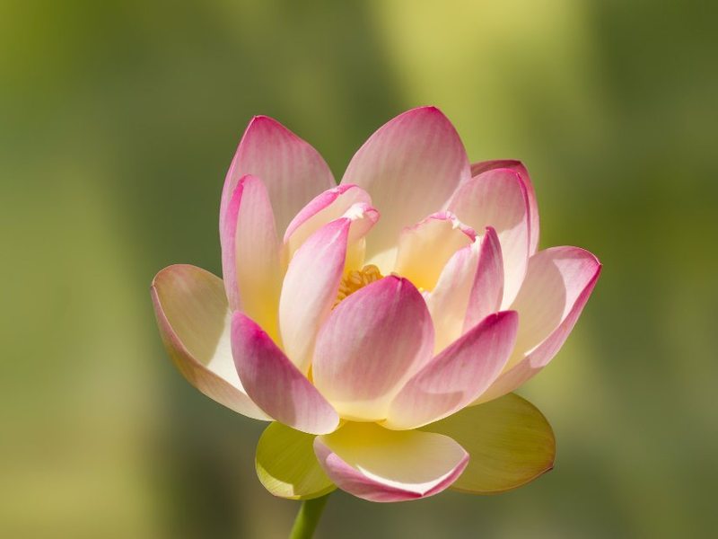 Geöffnete Lotusblüte