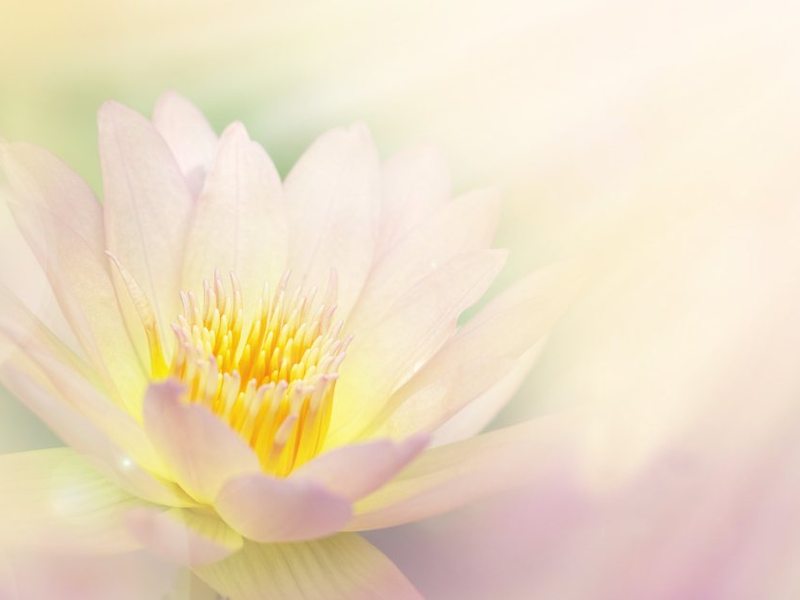 Zarte Lotusblüte in weichem Licht